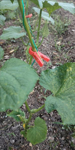 Clips de fixation en plastique pour tomates, concombres, poivrons et plantes grimpantes sur treillis ou fil métallique - Product Image 2