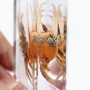 Taxidermia insectos reales punk <span class=keywords><strong>Gear</strong></span> accesorios de <span class=keywords><strong>metal</strong></span> decoración insecto escarabajo colección resina acrílica incrustación pisapapeles - Product Image 3