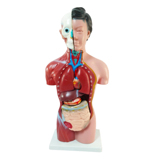 Modèle d'anatomie de l'œil humain en 3D, globe oculaire anatomique avec muscles et nerfs, enseignement médical - Product Image 3