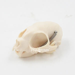 Cráneo de Gato, Esqueleto de Gato, Herramienta Anatómica de Tamaño Real, Equipo Educativo, Anatomía de Mandíbula y Dientes de Gato - Product Image 2