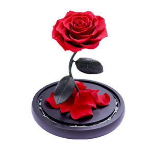 Fábrica OEM The Beauty Beast Rose Bell Forever Enchanted Rose Flor de larga duración Cúpula de cristal Rosa eterna - Product Image 3