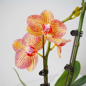 P9 Offre Spéciale Phalaenopsis Fleur Clips En Plastique <span class=keywords><strong>Jardin</strong></span> Décoration <span class=keywords><strong>et</strong></span> Concombre Greffage Pot Clip pour La Maison Pépinière Conception Forme - Product Image 1