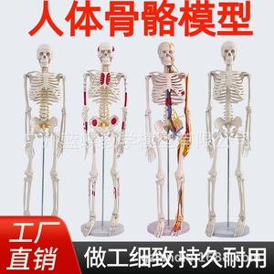 Modelo de esqueleto humano estándar médico, modelo de enseñanza de anatomía esquelética, esqueleto de 85 cm, modelo de articulaciones, modelo osteopático - Product Image 5