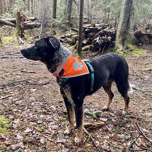 DB Large Blaze Orange Reflective Dog Bandana Accesorio de seguridad de alta visibilidad para caminar y acampar Tamaño L para mascotas - Product Image 4
