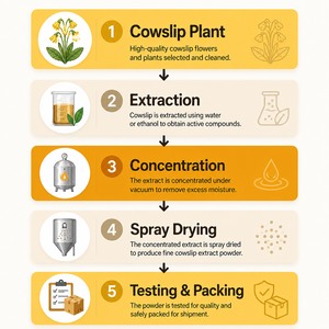 Extracto de Primula Veris 10:1, Extracto de Flor de Primula Veris en Polvo, Extracto Herbal <span class=keywords><strong>Natural</strong></span> a Granel <span class=keywords><strong>para</strong></span> Suplementos - Product Image 6