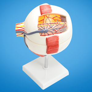 Modèle anatomique d'œil humain ADA BIX-A1061A blanc avec grossissement pour la science médicale Shanghai - Product Image 6