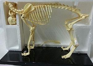 Modelo anatómico de <span class=keywords><strong>esqueleto</strong></span> de perro <span class=keywords><strong>canino</strong></span> para enseñanza de biología modelo de perro de anatomía Animal realista para ciencia médica - Product Image 2