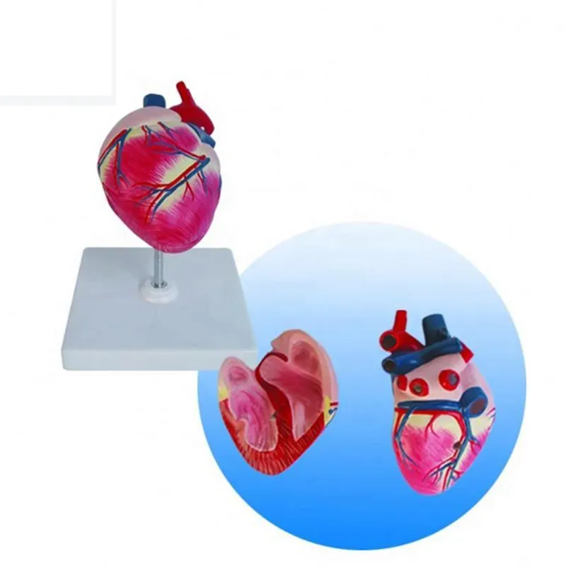 Modelo de coração para cachorro, modelo de anatomia com formato de coração de pvc