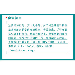 Modèle de squelette humain Houpu 180 cm en PVC, modèle éducatif pour la science médicale - Product Image 4