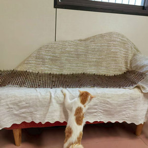 Tapete Anti-Gatos para Jardín, Tira Flexible con Púas para Mantener Alejados a los Gatos de los Macizos de Flores y Vegetales, Fácil de Cortar e Instalar - Product Image 6