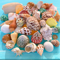 Kerang Laut Alami Ramah Lingkungan Berbagai Ukuran Kerang Ekologi Laut untuk Dekorasi Akuarium Kerang Pantai Laut Dikemas dalam Kantong