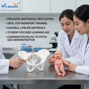 Modèle anatomique de bassin féminin en PVC, 3 parties détachables avec symphysis pubienne, pour l'enseignement des sciences médicales, certifié CE ISO ROHS CNAS - Product Image 1
