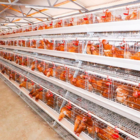 Cage à poules pondeuses à batterie Dubaï, cages à poules pondeuses, collecte des œufs, 120 oiseaux, cage à poules pondeuses pour la production avicole