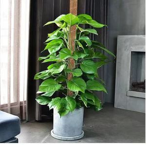 Vente en gros de poteaux en mousse écologiques pliables de 48 pouces pour plantes grimpantes, support en fibre de coco, extension, Monstera, utilisation au sol dans le jardin à domicile - Product Image 2