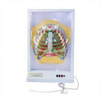 Modelo de Movimiento Respiratorio Humano, Simulador de Movimiento del Diafragma, Modelo Anatómico Eléctrico 33225, Función Pulmonar