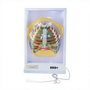 Menschliches Atemwegs-Bewegungsmodell, Membranbewegungs-Simulator, Elektrisches Anatomisches Modell 33225, Lungenfunktion - Product Image 1
