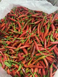 Producto agrícola de Chile fresco de Vietnam, pimiento rojo picante para la industria de alimentos y bebidas de exportación - Product Image 2