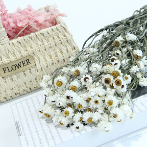 Chrysanthèmes argentés séchés, préservés, longue durée, écologiques, décoration intérieure, <span class=keywords><strong>fleurs</strong></span> <span class=keywords><strong>séchées</strong></span> pour mariage, <span class=keywords><strong>livraison</strong></span> de <span class=keywords><strong>fleurs</strong></span> <span class=keywords><strong>séchées</strong></span> de Chine - Product Image 5