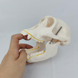 Modèle de Crâne de Chimpanzé pour l'Évolution Humaine - Outil Pédagogique Anatomique pour la Science Médicale et l'Exposition Muséale - Product Image 2