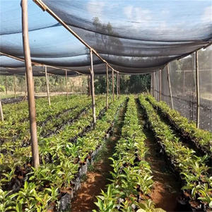 <span class=keywords><strong>Filet</strong></span> pare-soleil en monofilament HDPE vert, <span class=keywords><strong>filet</strong></span> pare-soleil agricole, <span class=keywords><strong>protection</strong></span> UV, <span class=keywords><strong>filet</strong></span> pare-soleil <span class=keywords><strong>pour</strong></span> <span class=keywords><strong>serre</strong></span> - Product Image 6