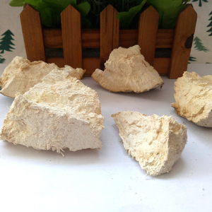 เชื้อราป่าทั้งต้นปรสิต fomitopsis officinalis - Product Image 5