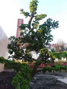 Couvercle <span class=keywords><strong>de</strong></span> tuyau d'eau en plastique d'écorce <span class=keywords><strong>de</strong></span> <span class=keywords><strong>pin</strong></span> simulé personnalisé et écologique pour décoration murale intérieure/extérieure, plante ressemblant à un arbre <span class=keywords><strong>de</strong></span> longue durée - Product Image 2