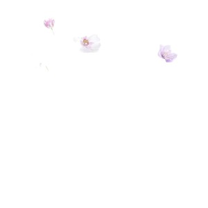 Flor Artificial Cosmos Queen de Greenway, 78 cm, Blanca y Morada, Rama Individual, Realista, Decoración para Bodas y Hogar - Product Image 5