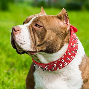 Vente en gros de collier de chien à pointes cloutées en cuir PU de luxe élégant pour <span class=keywords><strong>Pit</strong></span> <span class=keywords><strong>Bull</strong></span> - Product Image 5