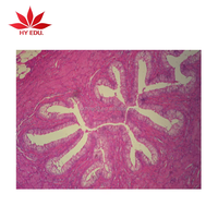 Individual human System Pathology prepared microscope slides ,human pathology slides