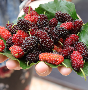 Baisfu, большие поставки, высококачественный бренд Baisfu <span class=keywords><strong>MULBERRY</strong></span>, изготовленный из хорошего сырья, порошок фруктового сиропа тутового дерева - Product Image 5