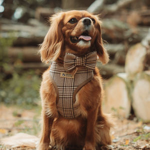 Kit de Arnés de Noble Pet Boutique con Logotipo de Marca Personalizado, Correa para Perro de Tartán Primaveral y Collares Cómodos para Cachorros - Product Image 4