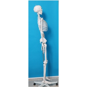 Nuevo Modelo de <span class=keywords><strong>Esqueleto</strong></span> Humano Grande de 176 CM, sin Arteria Carótida ni Nervio Espinal, 2025 - Product Image 3