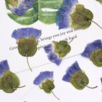 Pétales de fleurs du matin en résine, fleurs naturelles pressées, écologiques, pour bricolage