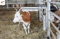 Nouvelle brosse à vache de qualité industrielle facile à utiliser avec brosse en nylon à ressort et manche en plastique pour l'équipement d'élevage des animaux de ferme