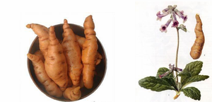 Toptan rehmannia kök ekstresi rehmannia glutinosa tozu - Product Image 2