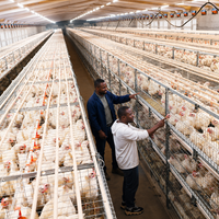 Système de cages automatiques pour poulets de chair, structure en H, acier galvanisé à chaud, 3-4 niveaux, alimentation, abreuvement, élimination du fumier, ferme avicole