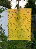 Piège à insectes collant jaune double face solide efficace pour les moucherons pucerons aleurodes mineuse