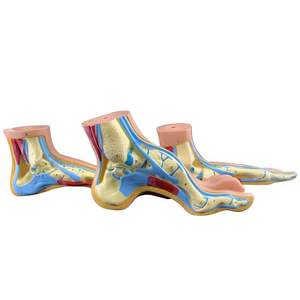Comparación Patológica Modelo Pie Normal/Plano/Arco Precio - Product Image 2