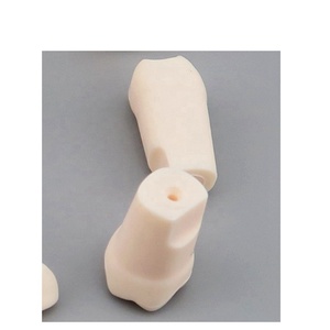 نموذج دراسة الأسنان/الأسنان الدائمة ذو جذور مستقيمة - Product Image 4