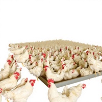Équipement d'alimentation automatique en plastique pour poules pondeuses / Équipement pour poulets en plein air / Équipement d'élevage avicole
