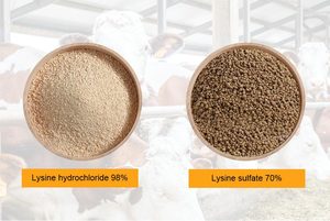 L-Lysine <span class=keywords><strong>HCL</strong></span> en poudre de qualité supérieure pour l'alimentation animale, 98,5 % de chlorhydrate de L-Lysine, type acides aminés - Product Image 6