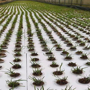 Panneau <span class=keywords><strong>de</strong></span> <span class=keywords><strong>mousse</strong></span> <span class=keywords><strong>de</strong></span> radeau flottant EVA personnalisé plaque <span class=keywords><strong>de</strong></span> <span class=keywords><strong>mousse</strong></span> <span class=keywords><strong>de</strong></span> croissance XPS conseil pour système <span class=keywords><strong>de</strong></span> culture <span class=keywords><strong>de</strong></span> légumes hydroponiques - Product Image 5