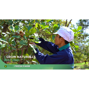 ถั่วเม็ดมะม่วงหิมพานต์สีขาวออแกนิก USDA W240 W320เมล็ดพืชดิบใหม่ขายส่ง0084374074818 - Product Image 3