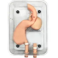 Modèle d'entraînement à la gastroscopie, simulateur fantôme d'endoscope gastroduodénal souple pour la pratique, modèle anatomique scientifique médical