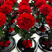 Meilleures ventes Roses éternelles sous cloche en verre - Conservation éternelle Longue durée 3-5 ans Décoration romantique pour la maison Diplôme Noël