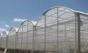 Large Multi-Span Arch Plastic Film <b>Greenhouse</b> for <b>Tomato</b> and Strawberry Farming for Agriculture - Product Image 4