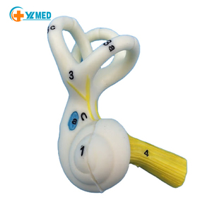 Modèle d'anatomie du canal semi-circulaire de l'oreille humaine modèle de labyrinthe de l'oreille intérieure pour la recherche médicale et le sujet de l'oreille - Product Image 1