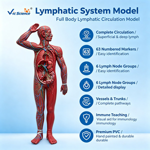 Modelo Anatómico del Sistema Linfático de Cuerpo Completo en PVC con 63 Estructuras Numeradas para Recursos de Enseñanza Médica, con Certificaciones CE, ISO, ROHS y CNAS - Product Image 1