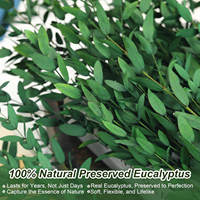 Liviflo Feuilles d'Eucalyptus Cinerea Naturelles Préservées, Feuilles Séchées 'Silver Dollar' avec Préservation à la Glycérine, pour Décoration Éternelle Maison et Mariage