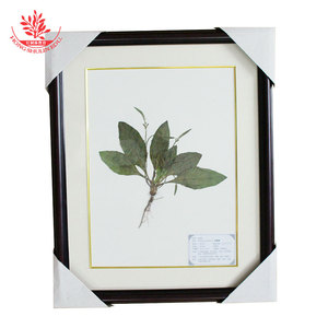 Les spécimens végétaux conservés dans des flacons en verre pour une conservation à long terme peuvent être utilisés dans la création d'herbaires. - Product Image 1